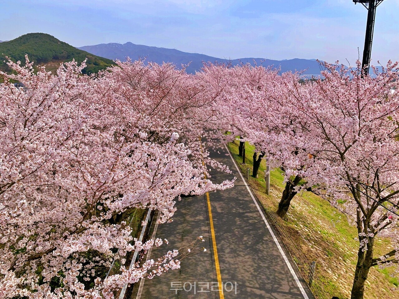 양산 물금 황산공원 봄 벚꽃 풍경 /사진-경남도