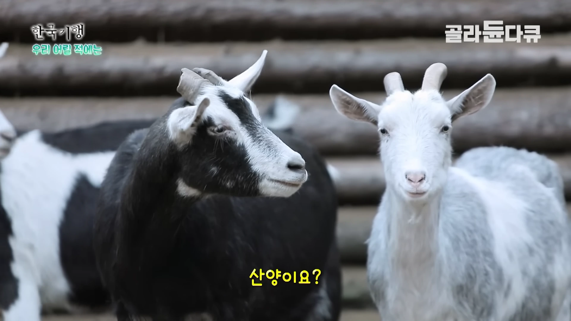 나무 벽을 배경으로 어두운 얼룩무늬와 밝은 회색 산양 두 마리가 나란히 서 있다.