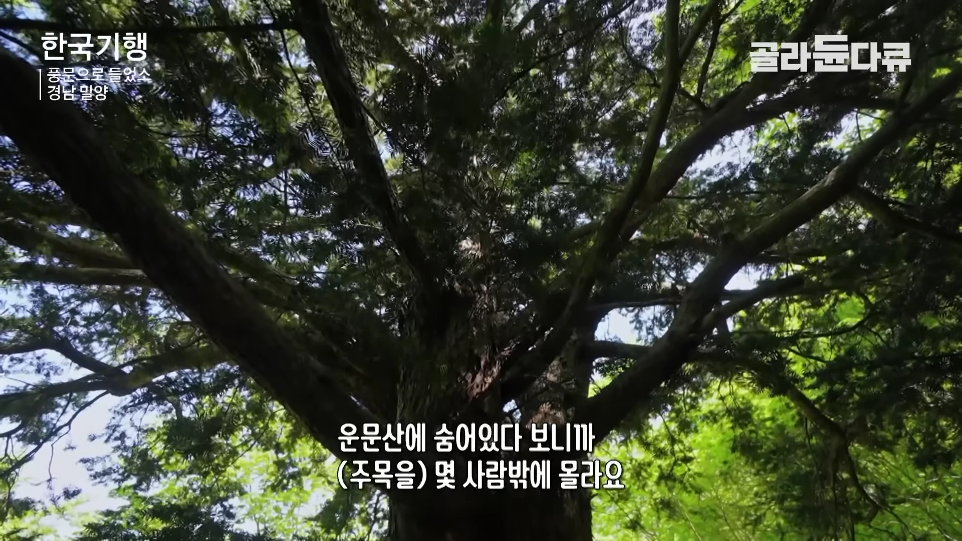 운문산 숲속에 자리 잡은 거대한 주목나무의 굵은 가지와 잎들이 하늘을 가득 채우고 있다.