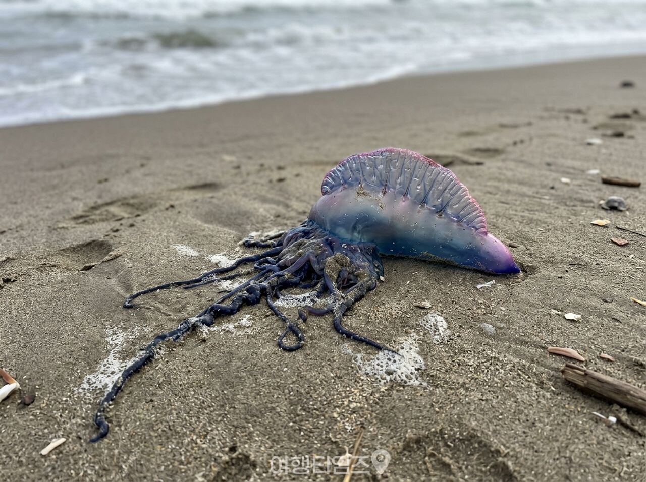 고깔해파리(작은부레관해파리) / 사진=여행타임즈