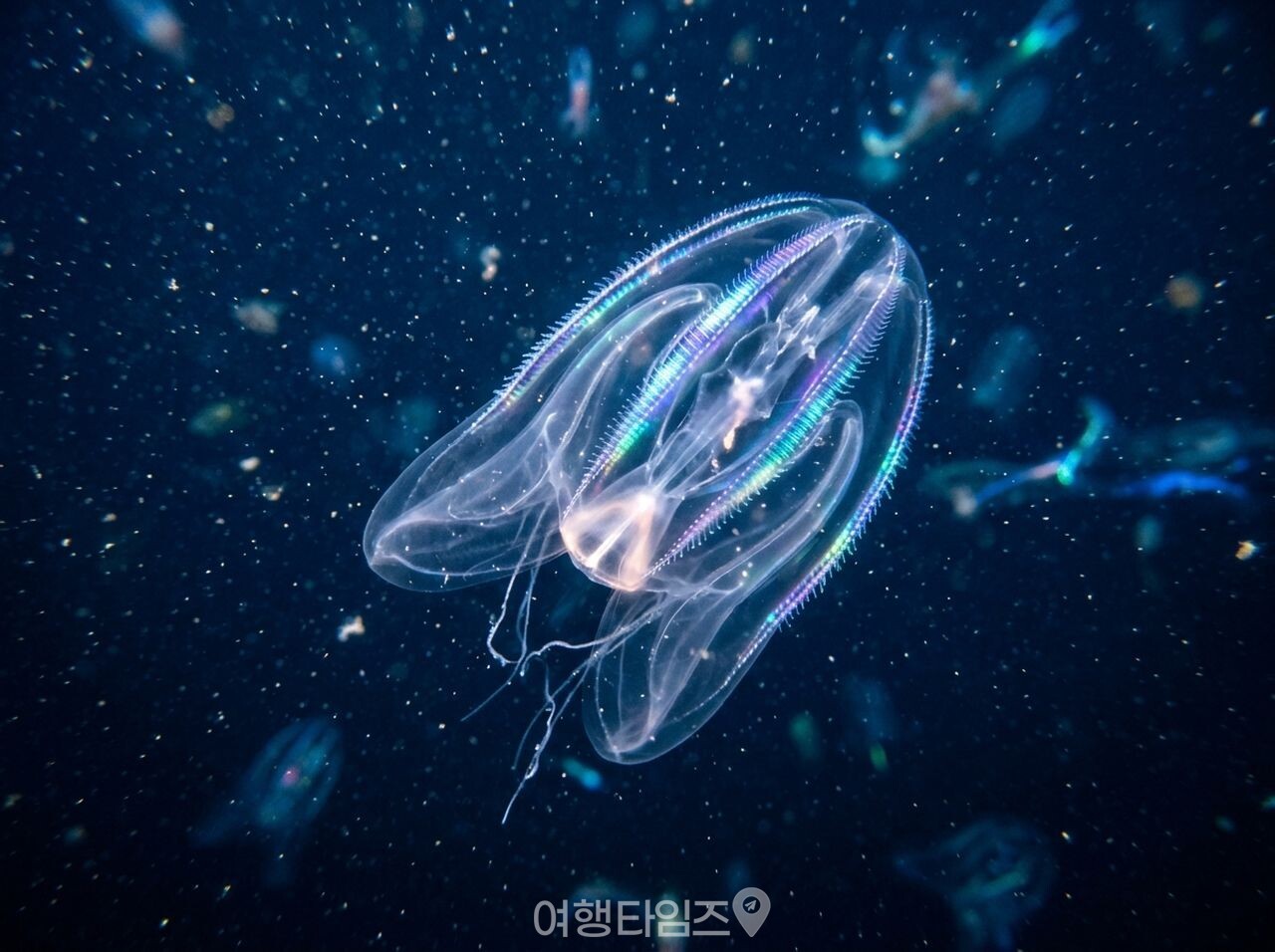 고깔해파리(작은부레관해파리) / 사진=여행타임즈