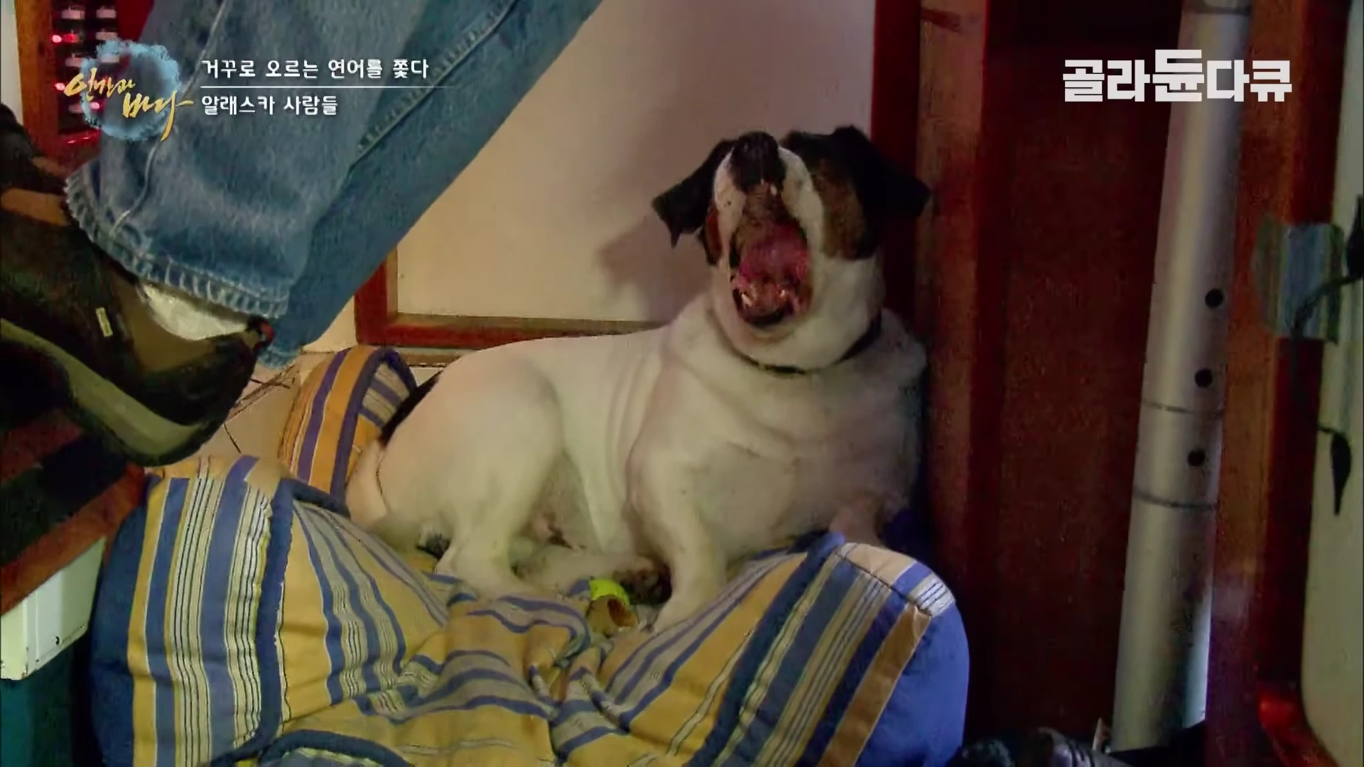배 내부에서 줄무늬 방석 위에 앉아 크게 하품을 하는 흰색과 갈색 얼룩무늬 강아지와 그 옆에 발을 올린 사람이 보인다.