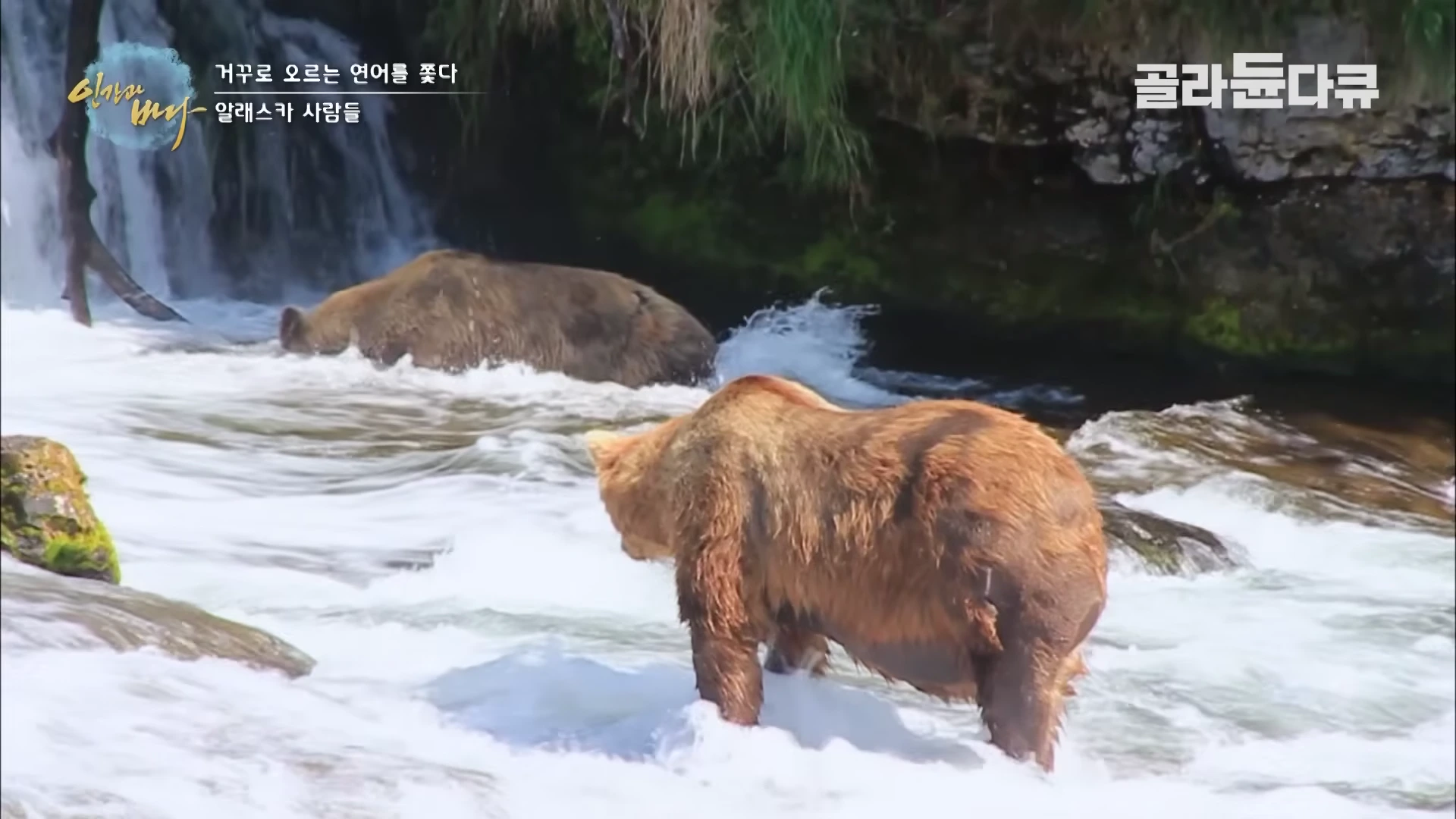 두 마리의 불곰이 폭포 아래 흐르는 강물 속에서 연어를 사냥하기 위해 자리를 잡고 있는 모습