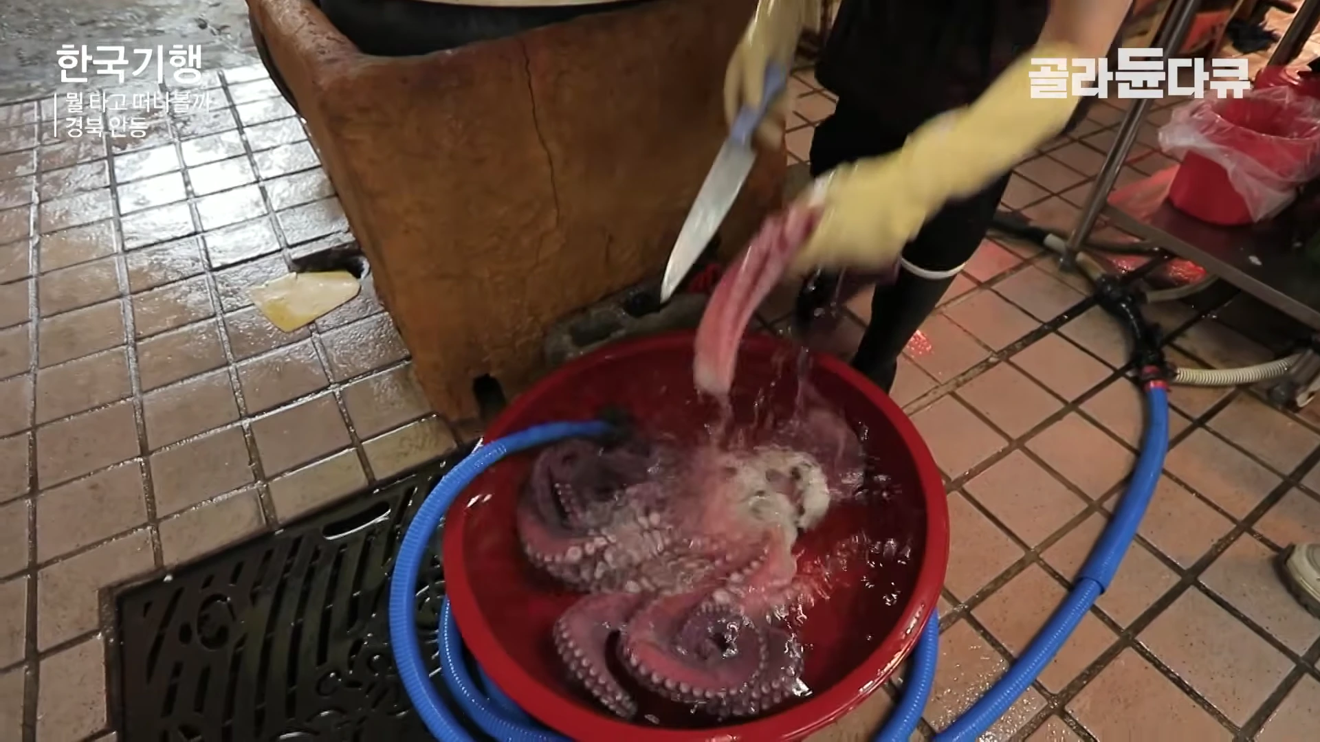 노란색 고무장갑을 낀 사람이 조리대 위의 빨간 대야에 담긴 문어를 칼로 손질하고 있는 모습.
