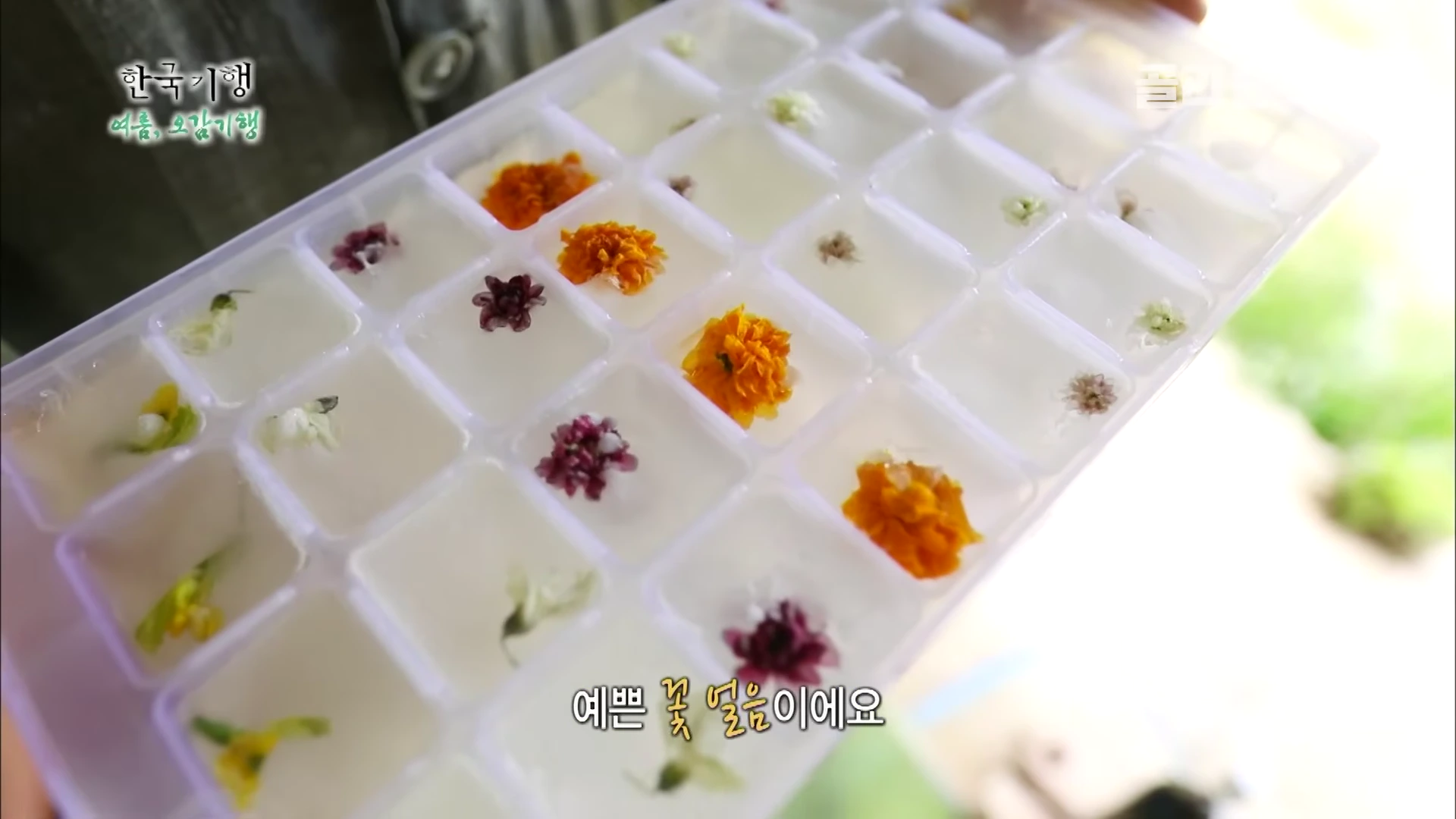 얼음틀 안에 형형색색의 작은 들꽃이 하나씩 담겨 얼려지고 있는 모습이 근접 촬영되어 있다.