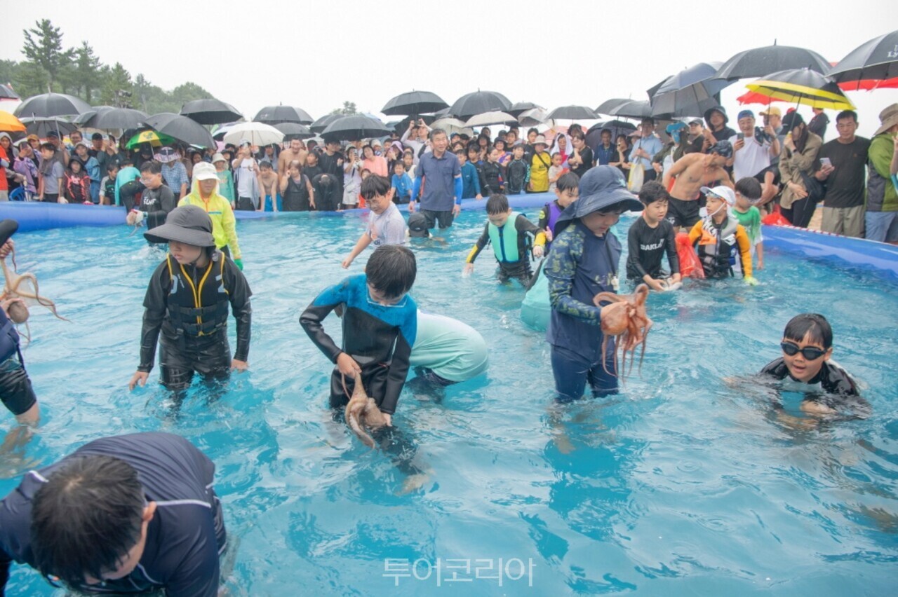 아야진해변 피문어 맨손잡기 축제/사진-고성군