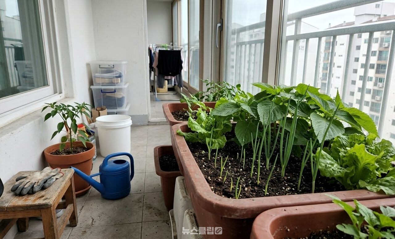 고추 키우기 / 기사 이해를 돕기 위한 AI 이미지