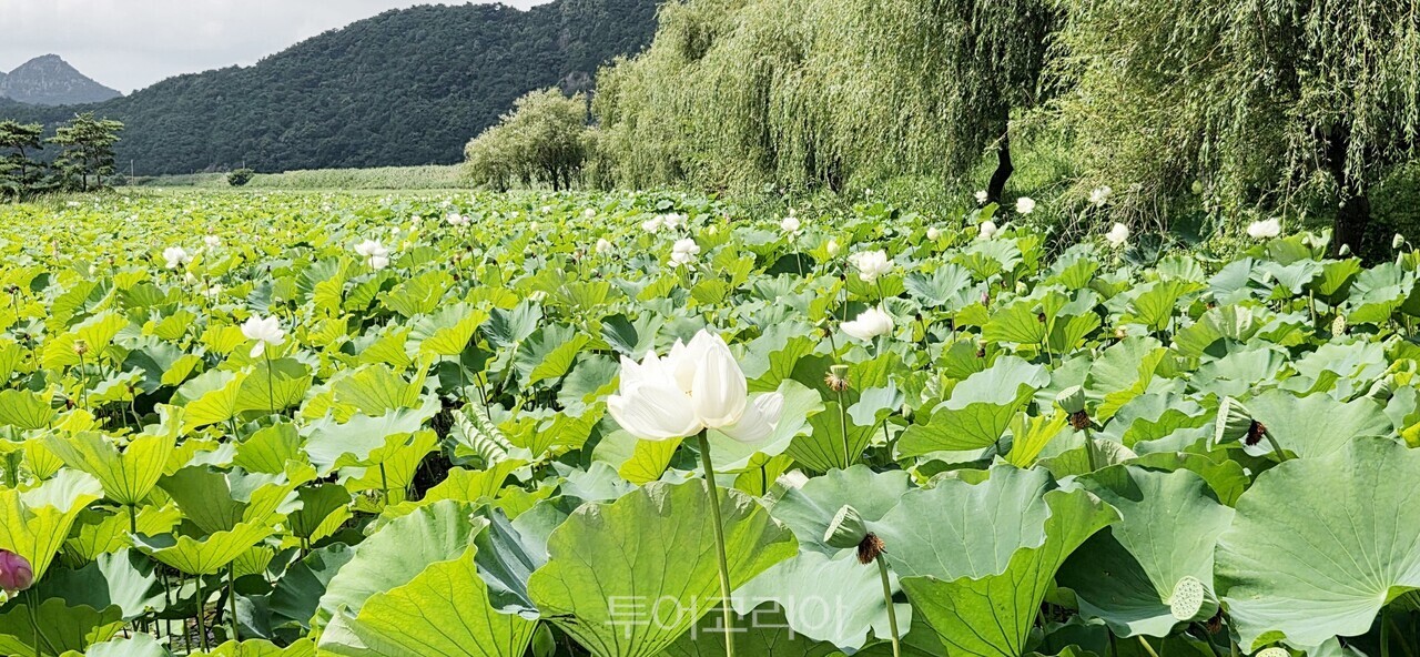 백수읍 길용리 보은강 연꽃방죽에 수련이 피어나 장관을 이루고 있다. 백수 보은강 연꽃 방죽에 백력이 피어나 눈길을 끈다.  /사진-영광군