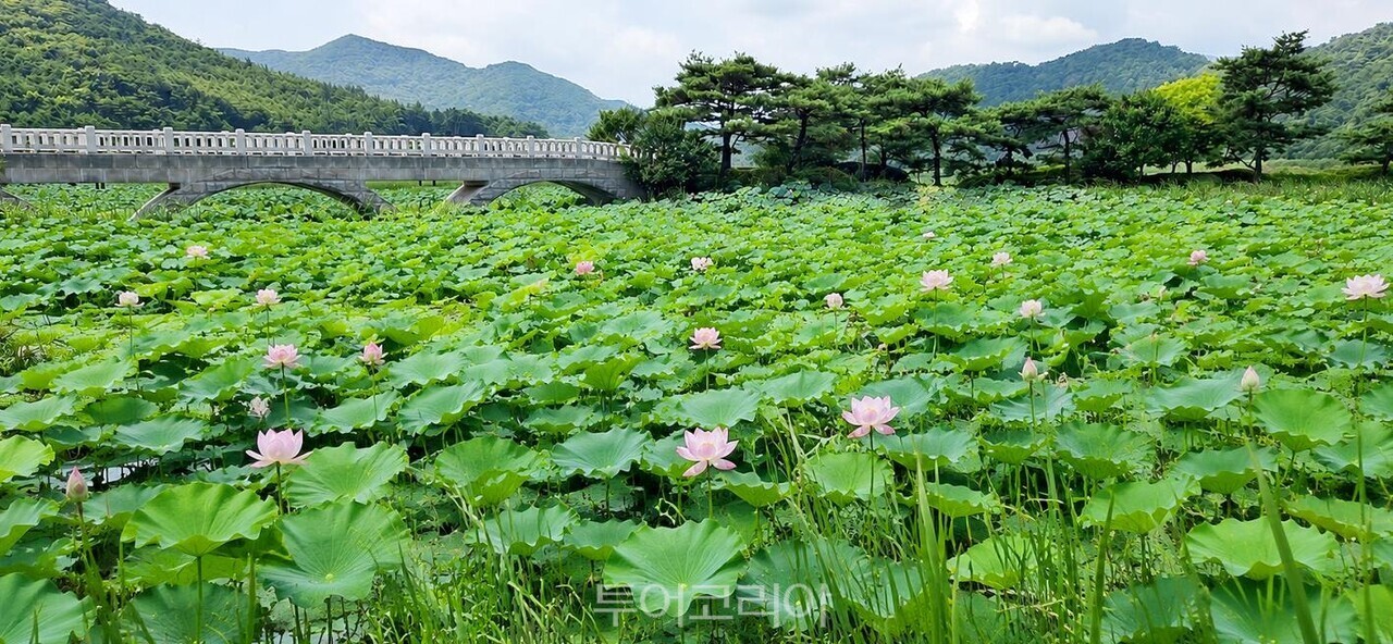 백수읍 길용리 보은강 연꽃방죽에 홍연이 피어나 장관을 이루고 있다  /사진-영광군