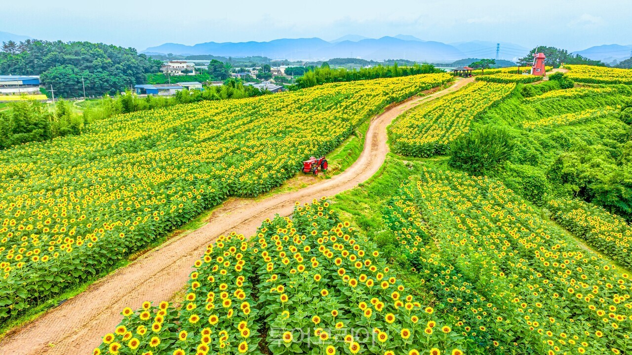 강주해바라기축제장 전경  /사진-함안군