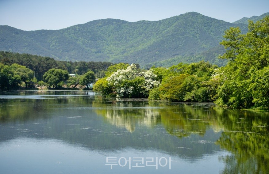  위양지 길 / 사진-밀양시