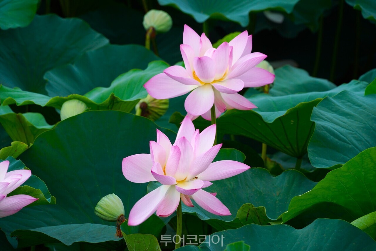 전국 최대 홍련 자생지인 나주 우습제에 만개한 홍련이 방문객들의 발길을 사로잡고 있다./사진-나주시