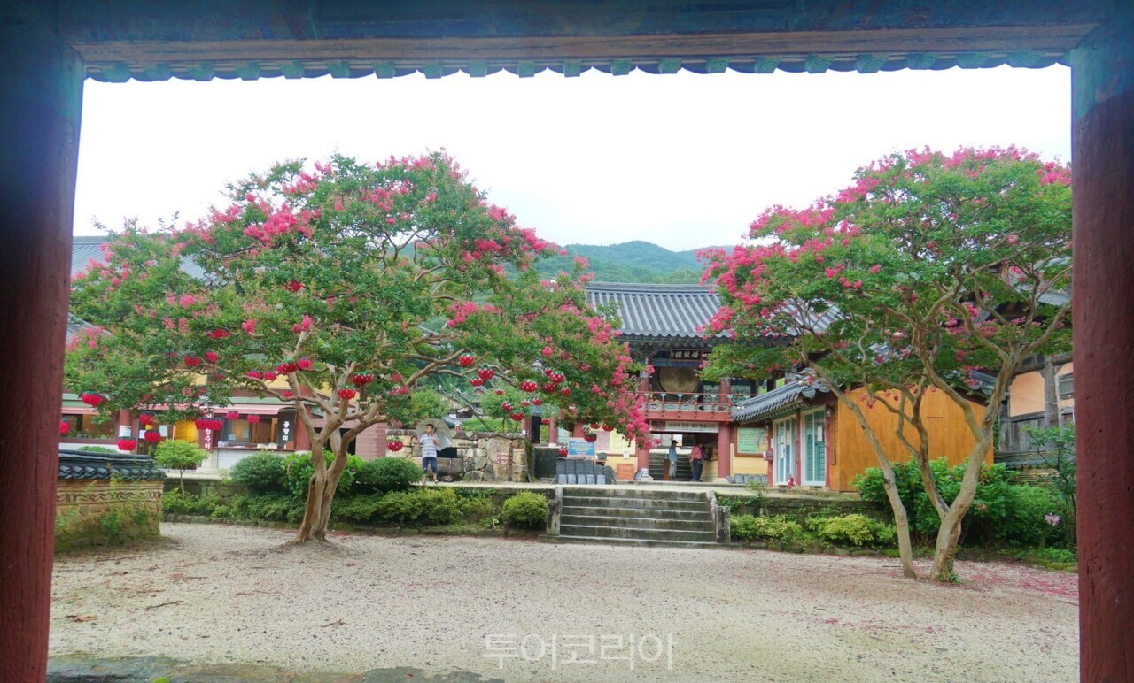 순천 송광사 배롱나무꽃 풍경 투어코리아