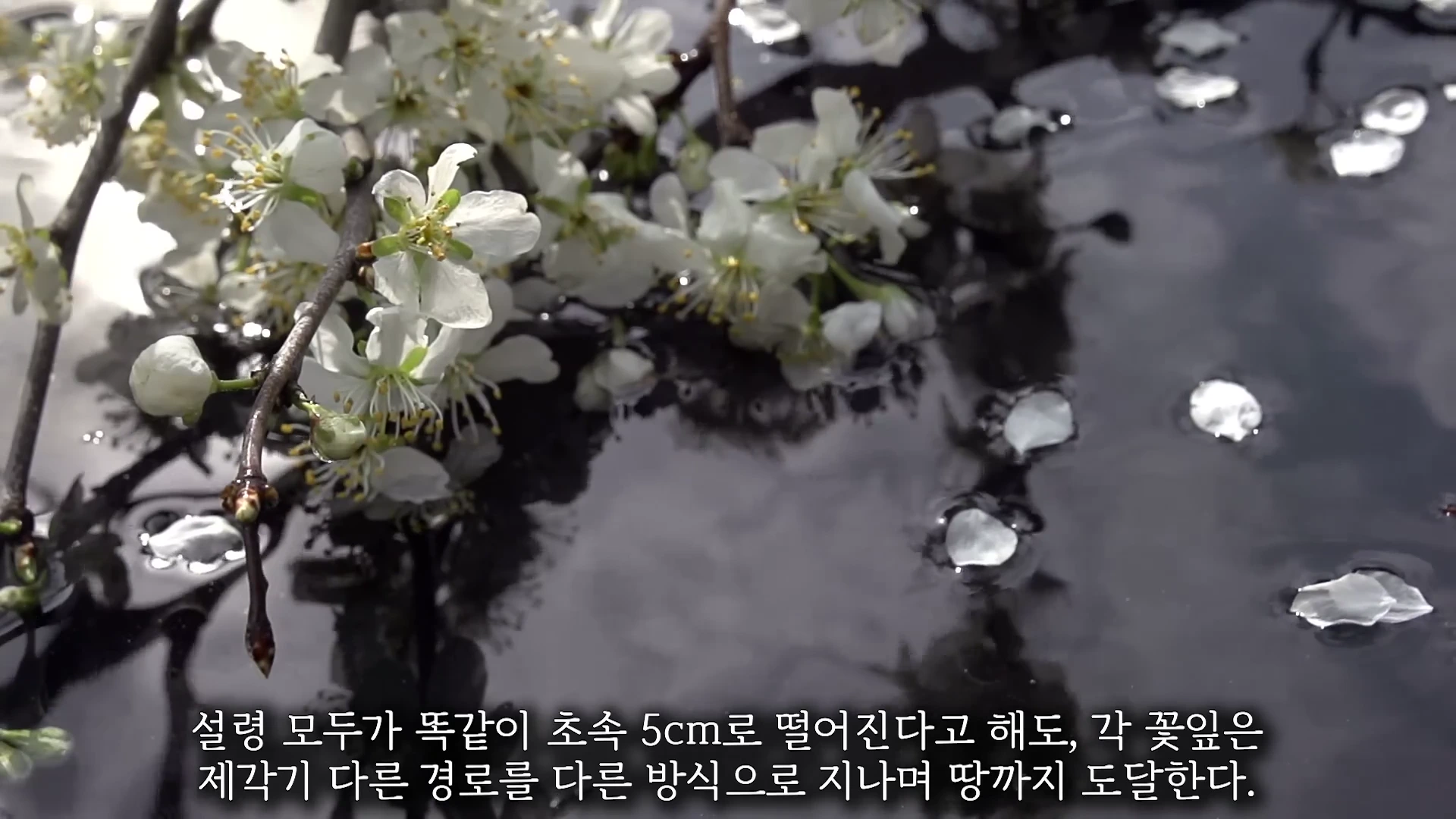 흰 벚꽃이 핀 가지와 물 위에 떨어진 꽃잎들이 비치는 영상 화면