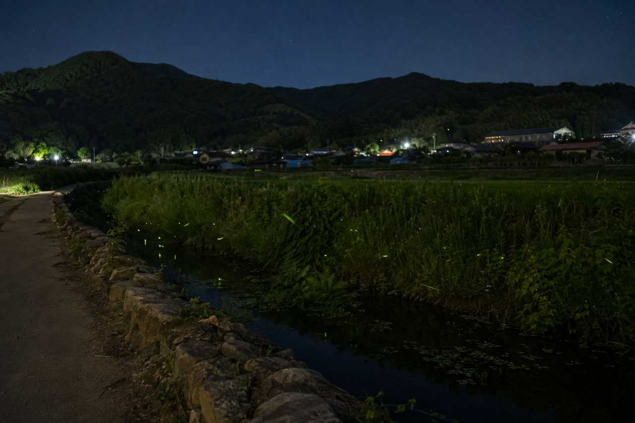 괴산 연풍면 반딧불 / 이해를 돕기 위한 AI 이미지