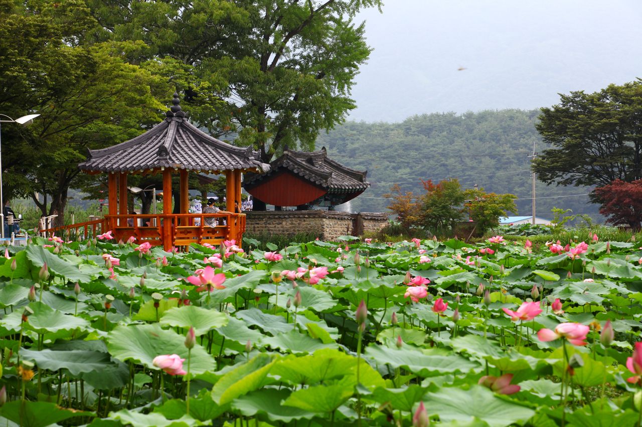 밀양연꽃단지 / 한국관광콘텐츠랩-이범수