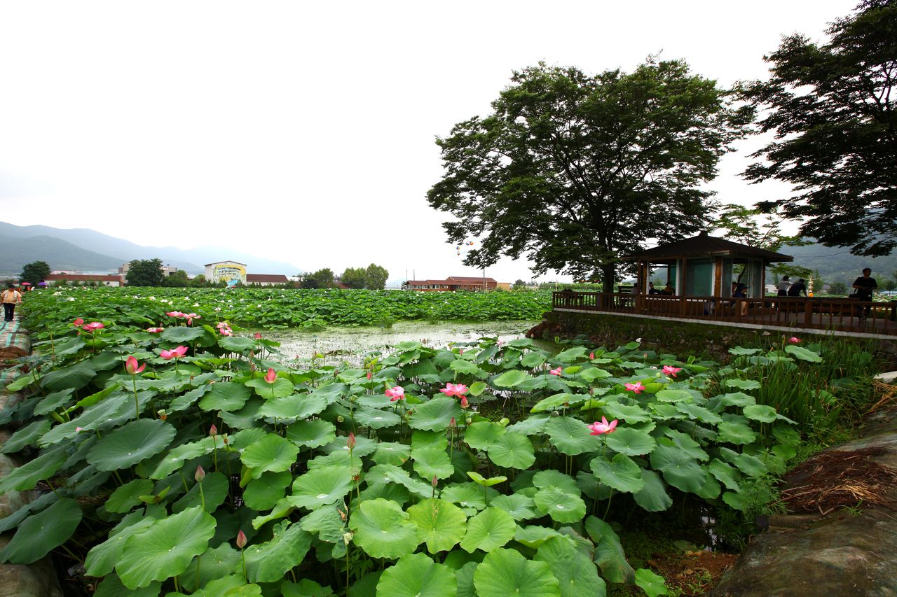 밀양연꽃단지 / 한국관광콘텐츠랩-이범수