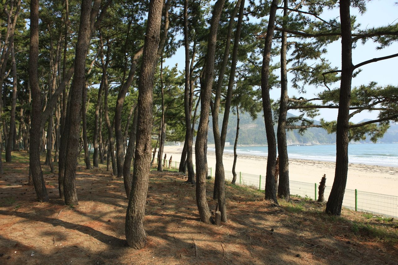 남해군 송정솔바람해변 / 한국관광콘텐츠랩-박성근