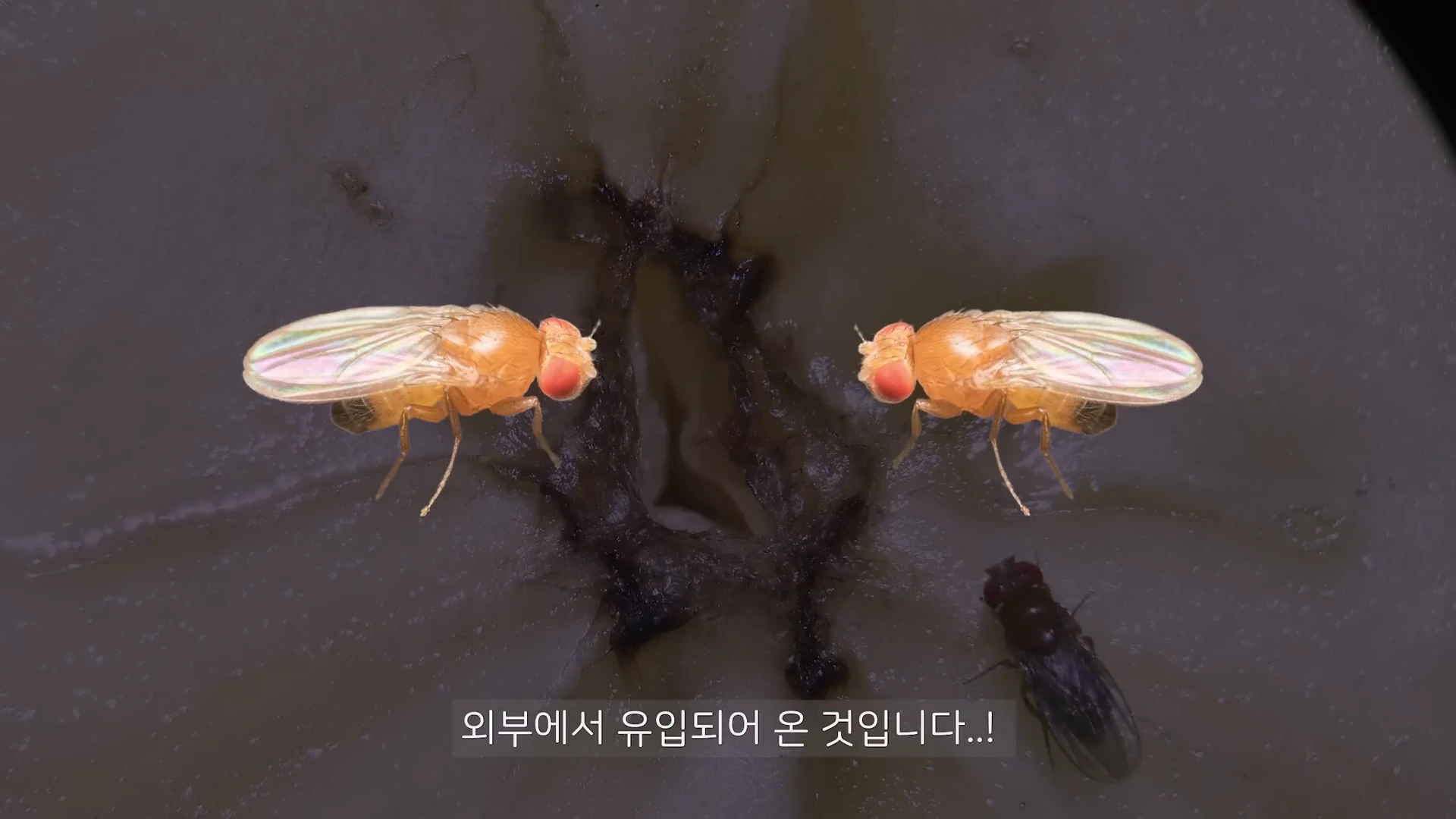 현미경으로 확대된 바나나 표면 위로 두 마리의 초파리가 놓여 있고 하단에는 외부에서 유입되었다는 한글 자막이 적혀 있는 영상 화면.