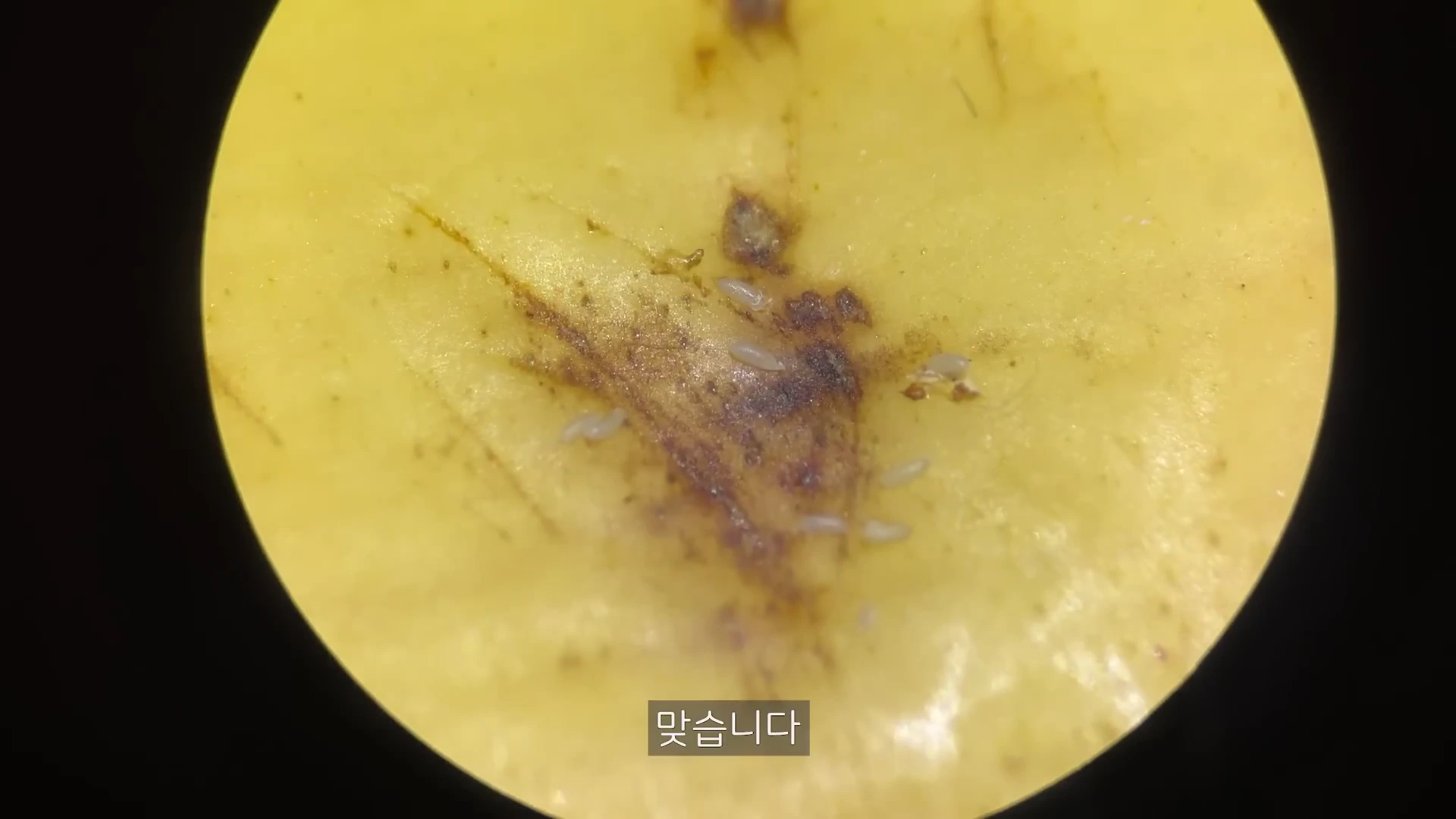 현미경으로 확대된 노란 바나나 껍질 표면에 작고 하얀 초파리 알들이 여러 개 붙어 있는 모습