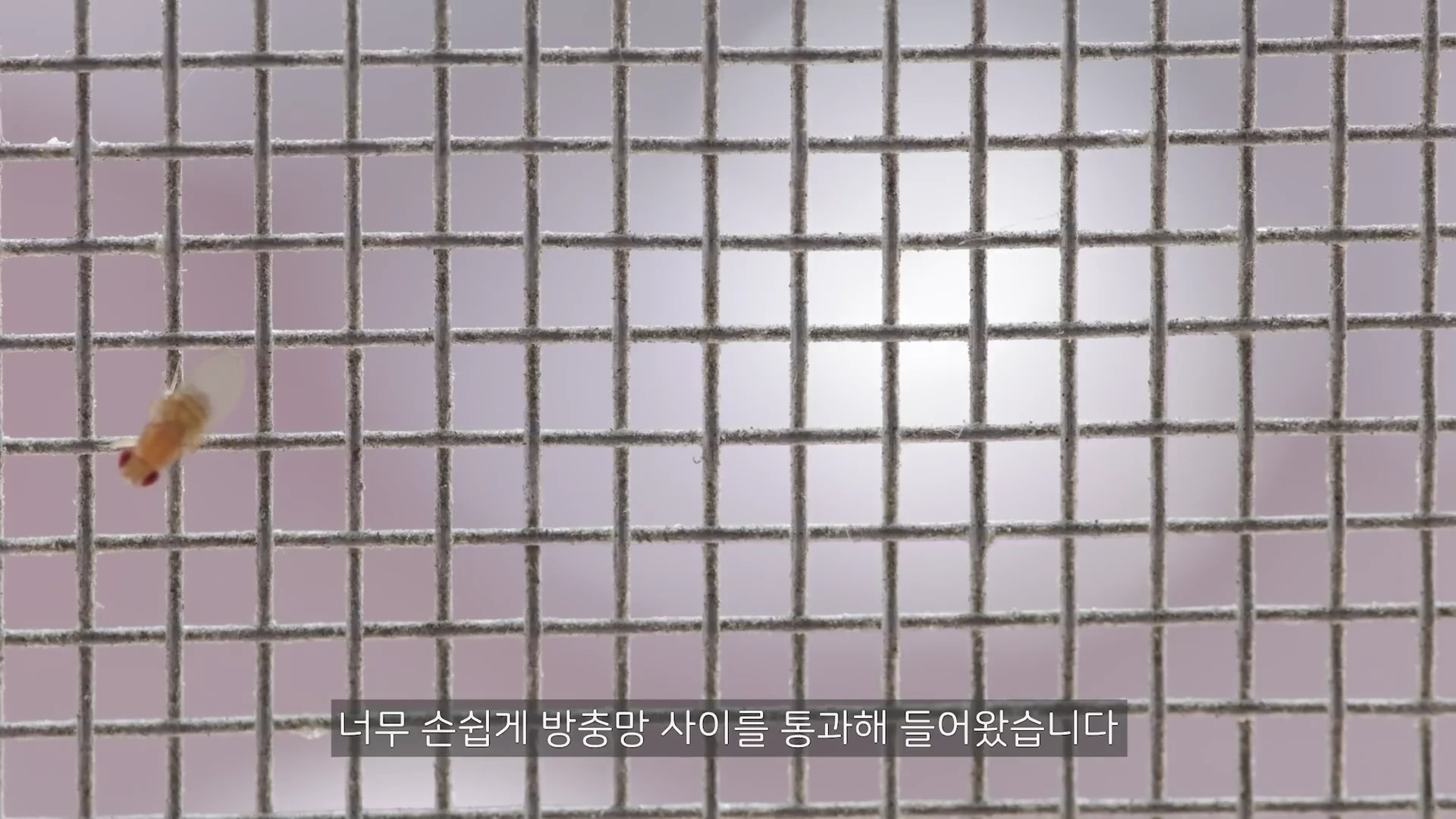 방충망 격자 사이로 작은 초파리 한 마리가 날아 들어오는 모습을 담은 클로즈업 영상 캡처 화면입니다.