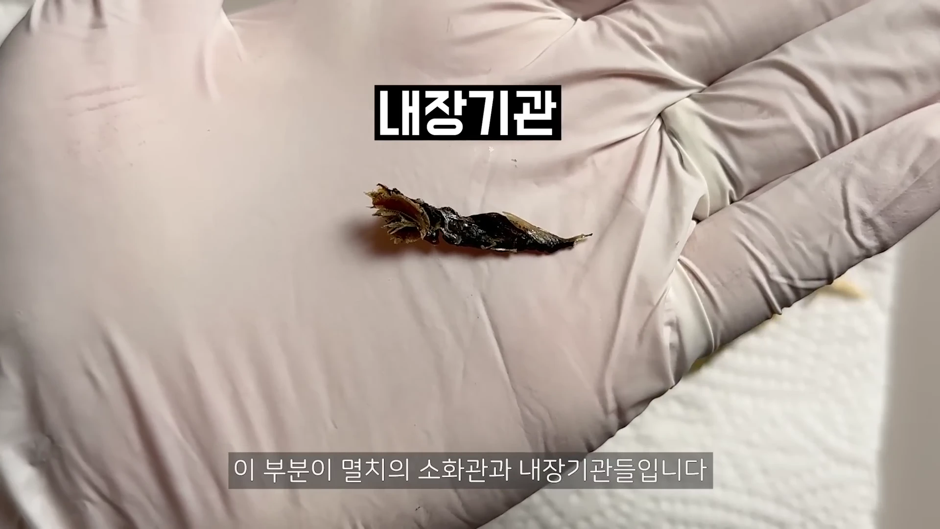 흰색 장갑을 낀 손바닥 위에 분리된 멸치의 내장 기관이 올려져 있다.