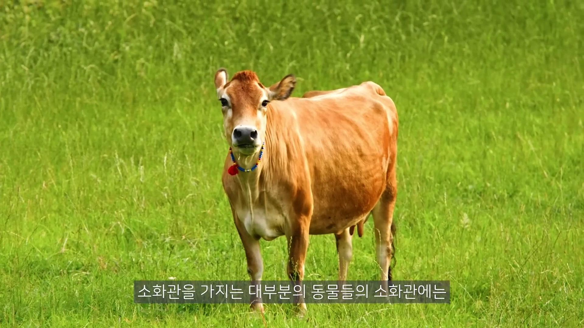 푸른 초원 위에 서 있는 갈색 소가 정면을 바라보고 있으며, 화면 하단에는 한국어 자막이 표시되어 있습니다.