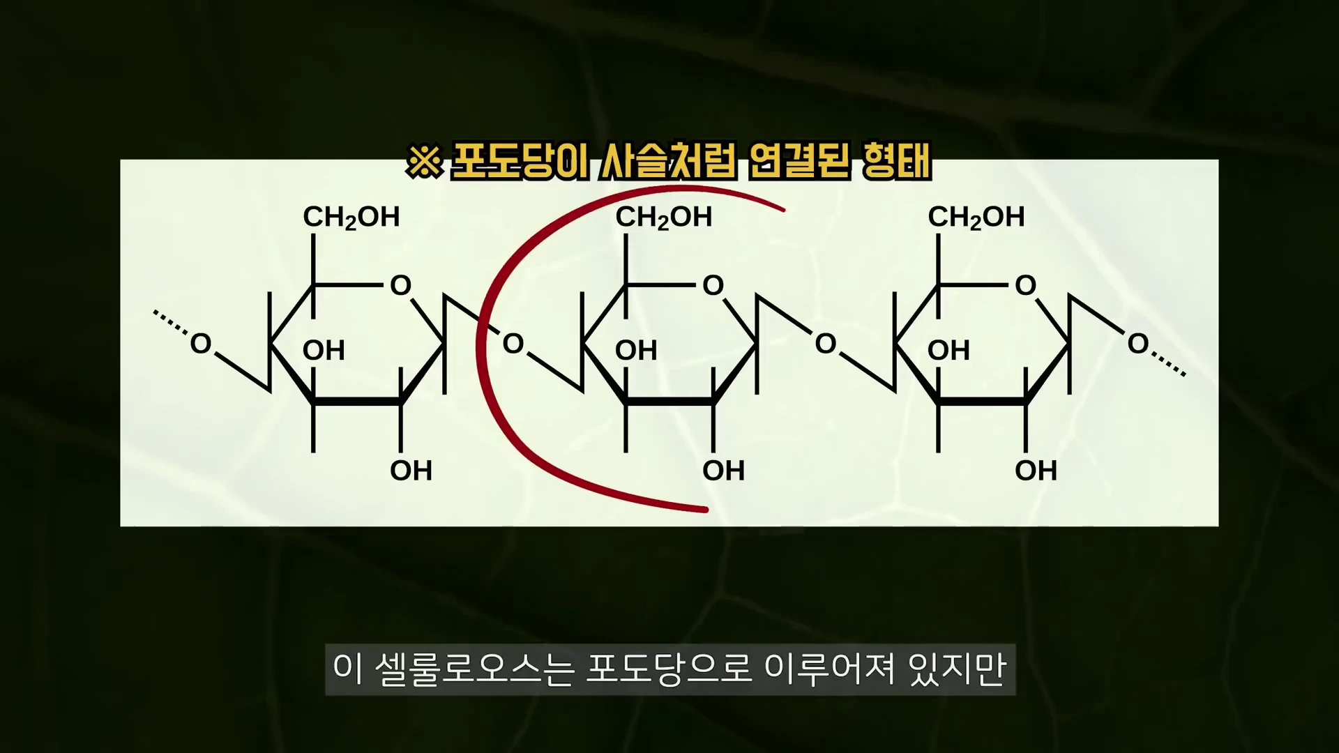 포도당 분자들이 사슬 모양으로 길게 이어진 화학 구조식을 보여주는 교육용 그래픽입니다.
