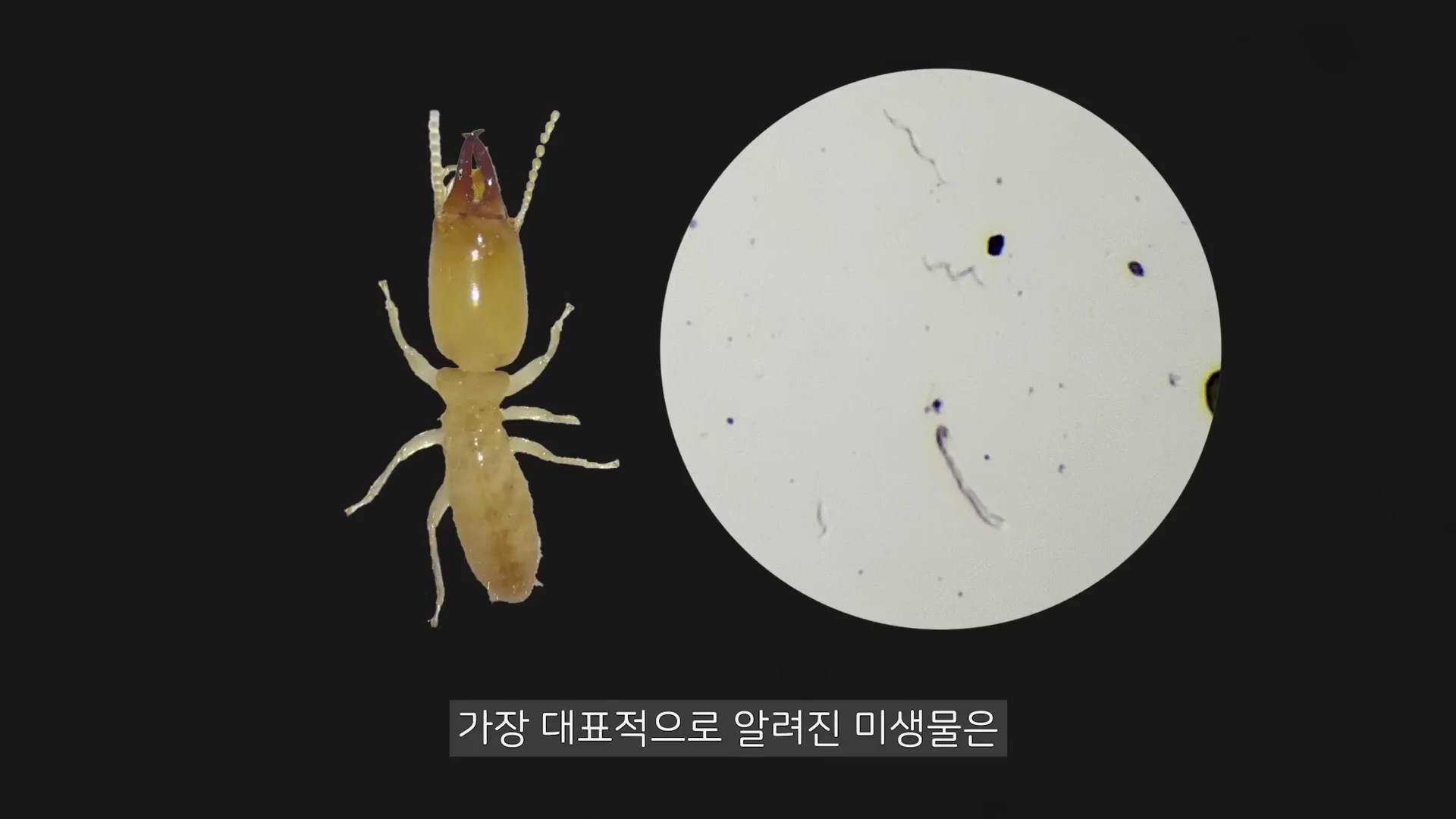 화면 왼쪽에는 흰개미 한 마리가 있고, 오른쪽에는 현미경으로 관찰한 미생물들의 모습이 원형 구도로 담겨 있습니다.