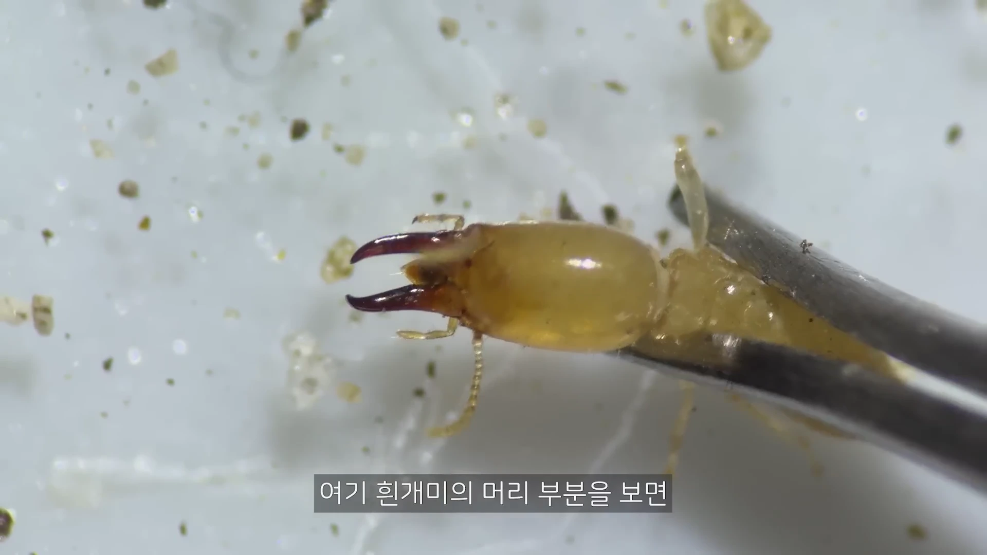 핀셋으로 잡힌 흰개미 머리와 턱 부분의 현미경 확대 영상