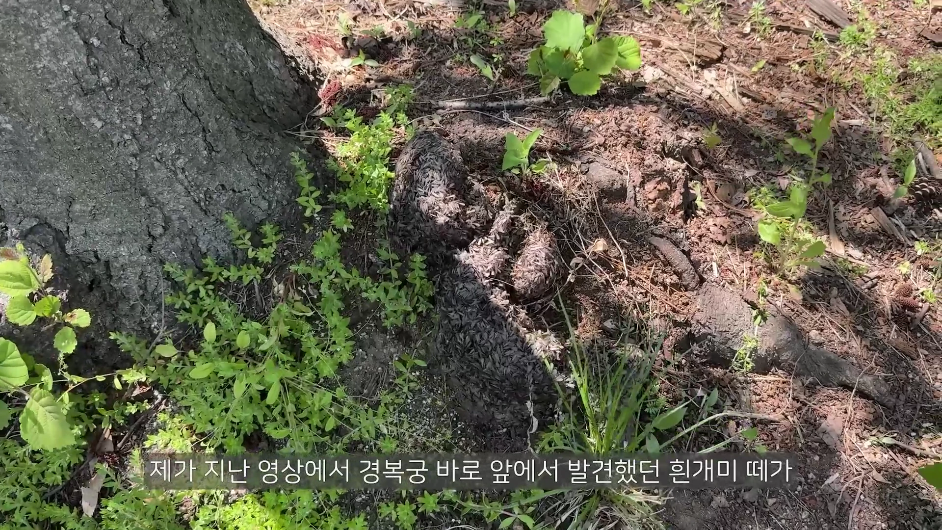 나무 밑동 주변 흙 위에 촘촘하게 모여 있는 수많은 흰개미 떼를 위에서 내려다본 모습.