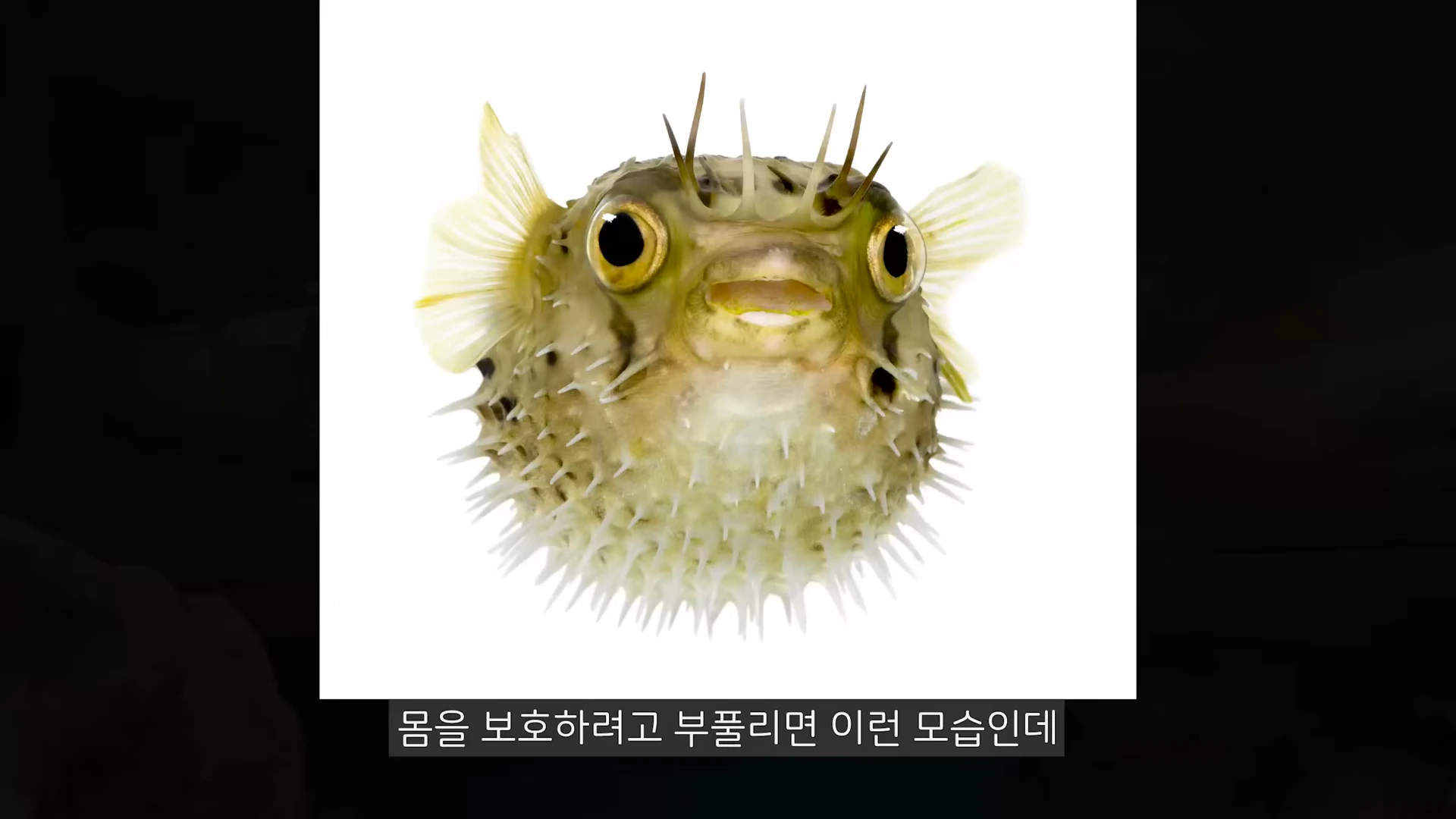 흰 배경 위에 가시가 돋친 몸을 둥글게 부풀리고 있는 가시복의 정면 모습.