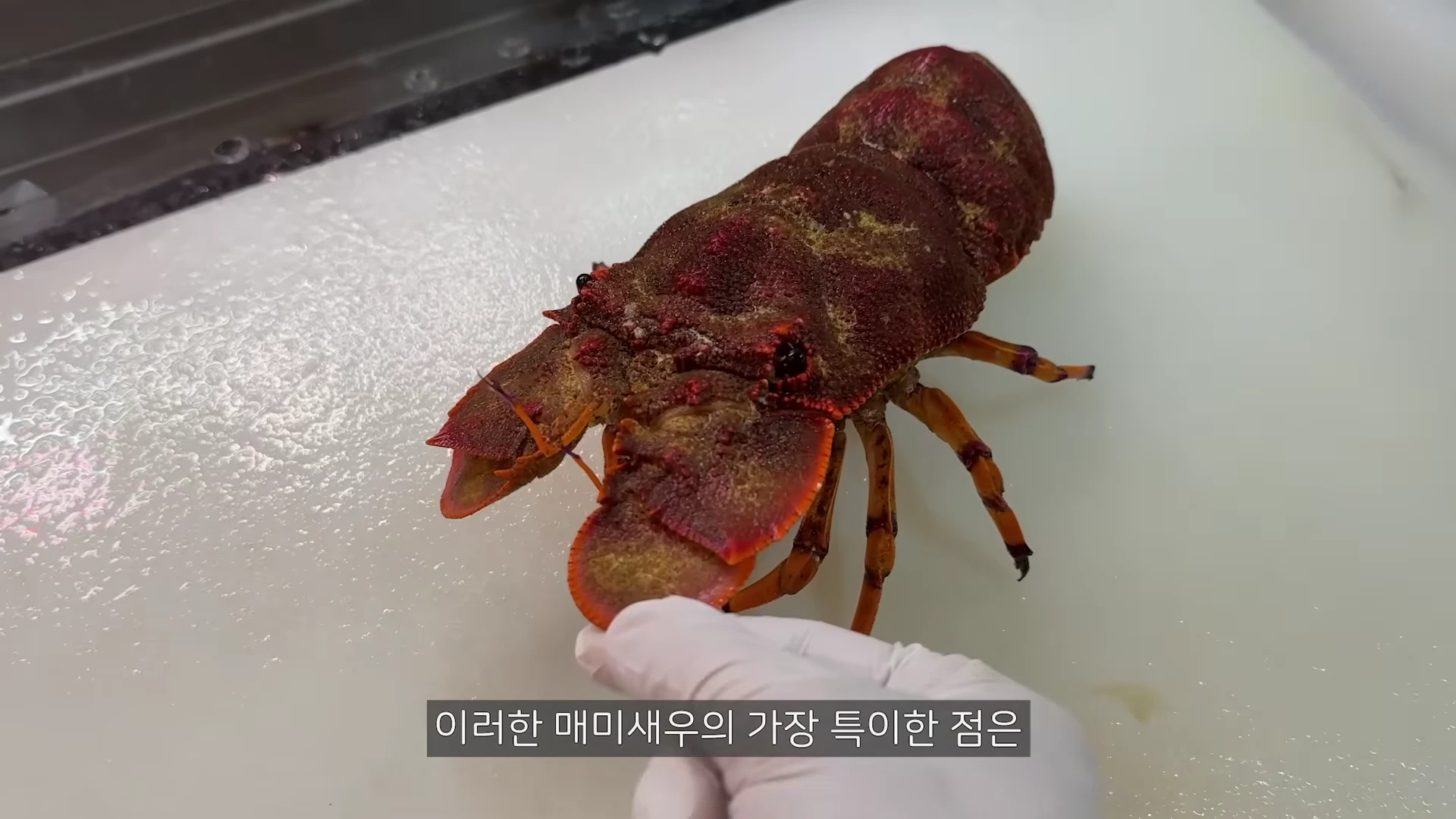 흰색 장갑을 낀 손이 매미새우의 머리 앞쪽에 있는 납작한 판 모양의 더듬이를 잡고 있는 근접 촬영 영상 화면