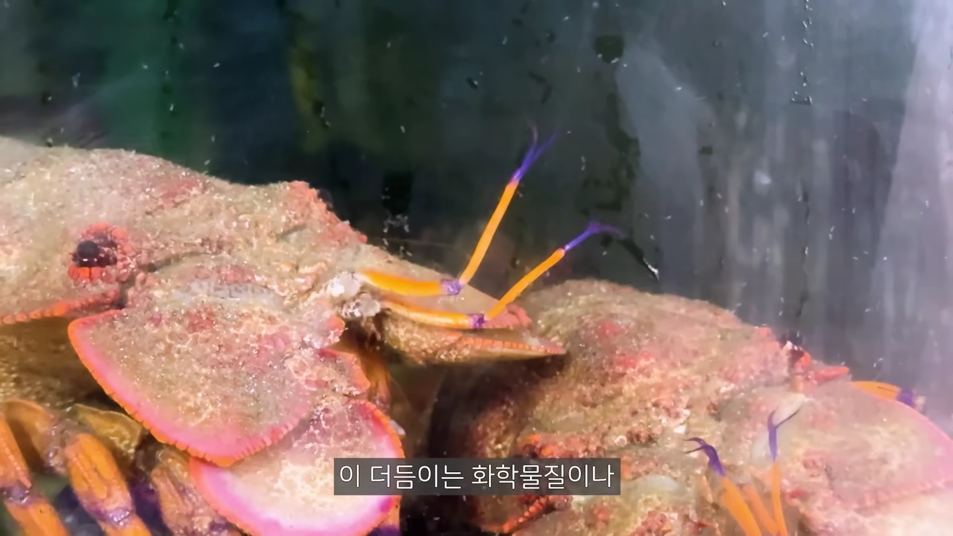 물속 수조 안에 있는 매미새우의 머리 부분 근접 사진으로, 납작한 판 모양의 더듬이와 끝이 보라색인 가느다란 감각 더듬이가 상세히 보인다.
