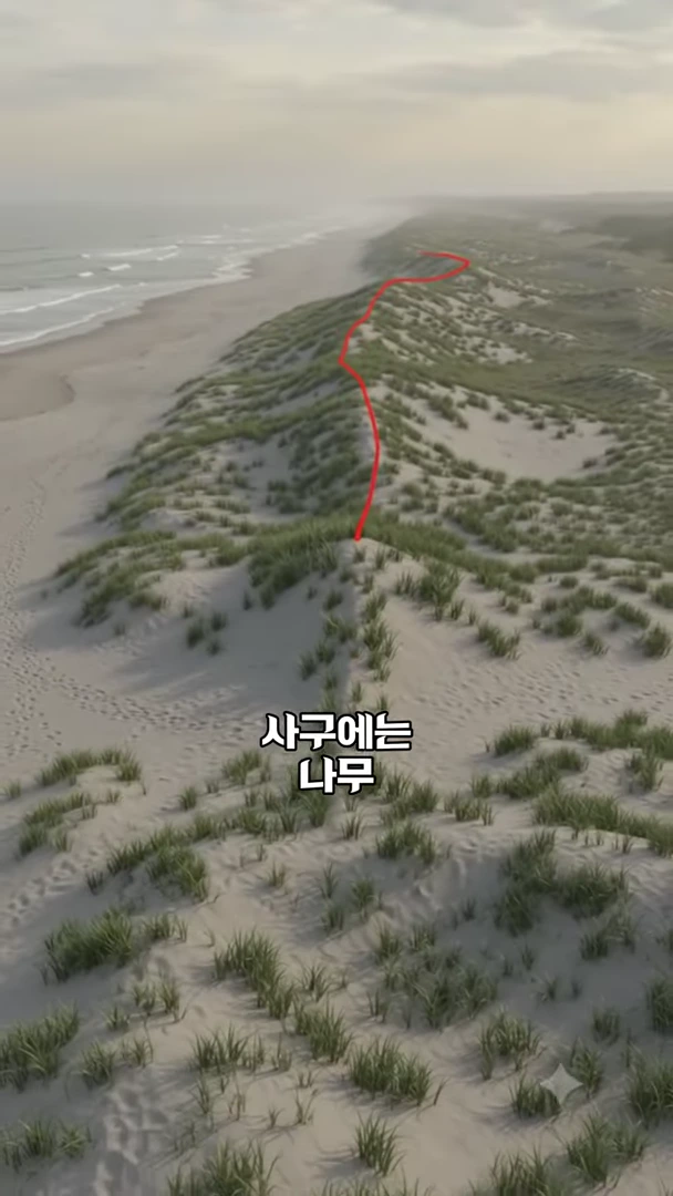 바닷가 모래 언덕 위로 붉은색 선이 길게 이어져 있고, 언덕 곳곳에 풀이 자라 있는 풍경입니다. 화면 중앙 하단에는 '사구에는 나무'라는 한글 자막이 적혀 있습니다.