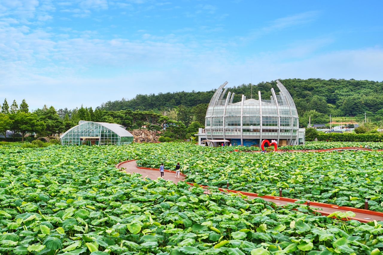 무안 회산백련지 / 한국관광콘텐츠랩-김지호