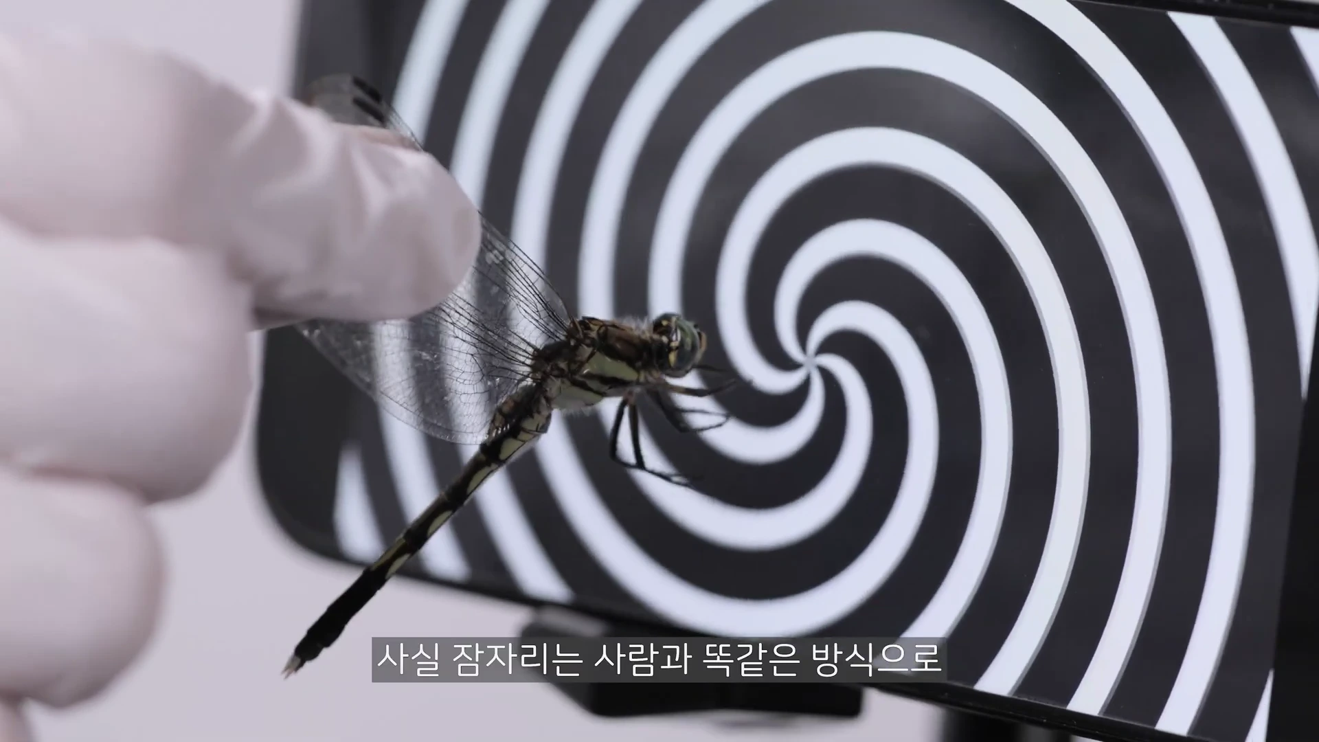 흰 장갑을 낀 연구자가 소형 태블릿 화면의 나선형 패턴 앞에 잠자리를 두고 관찰하고 있는 모습