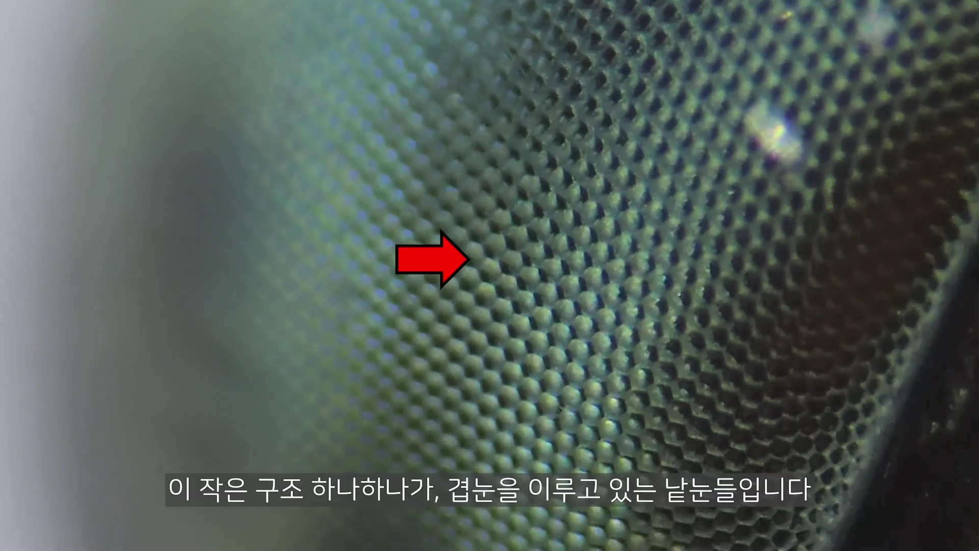 현미경으로 확대하여 본 잠자리의 겹눈 표면. 벌집 모양의 작은 낱눈들이 규칙적으로 배열되어 있고, 중앙에는 빨간색 화살표가 특정 영역을 가리키고 있다.