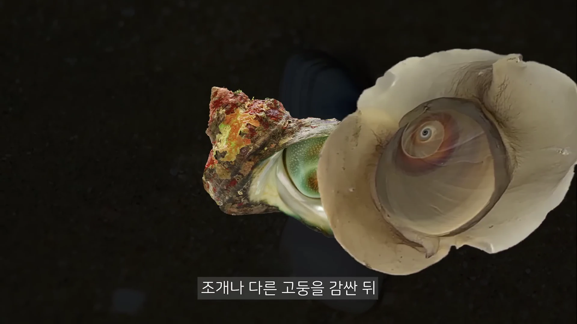 큰구슬우렁이가 넓은 발을 사용하여 다른 고둥의 껍데기를 감싸고 있는 모습을 위에서 내려다본 장면입니다.