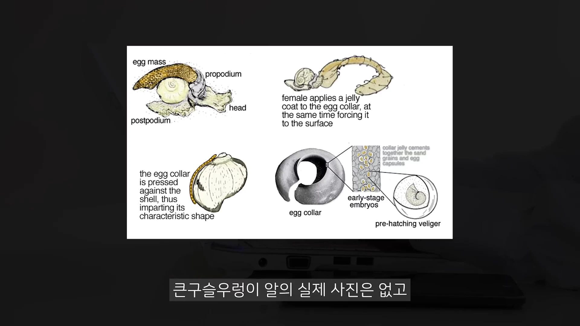 노트북 화면 위에 표시된 큰구슬우렁이의 산란 과정과 알집 구조를 설명하는 생물학적 도표 네 점.