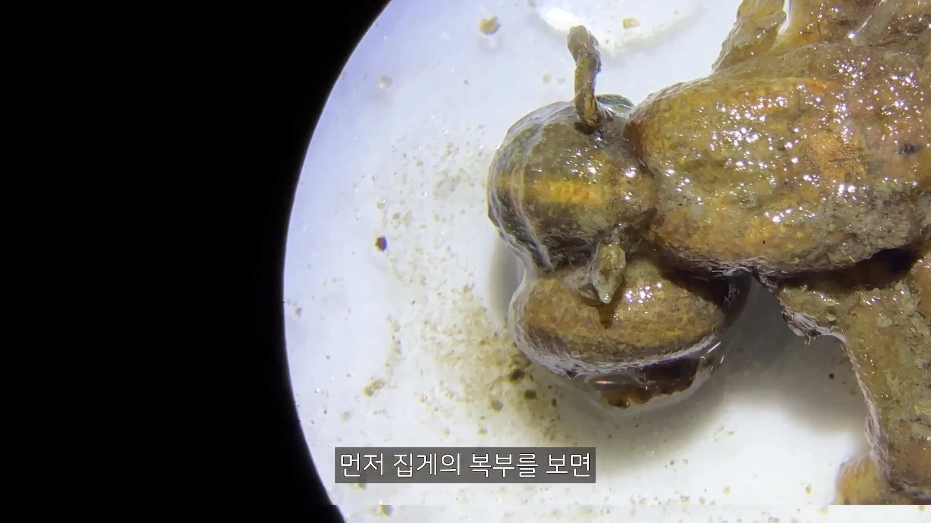 현미경으로 확대된 소라게의 말랑말랑한 복부와 굽어 있는 몸 구조가 흰색 배경 위로 선명하게 보입니다.