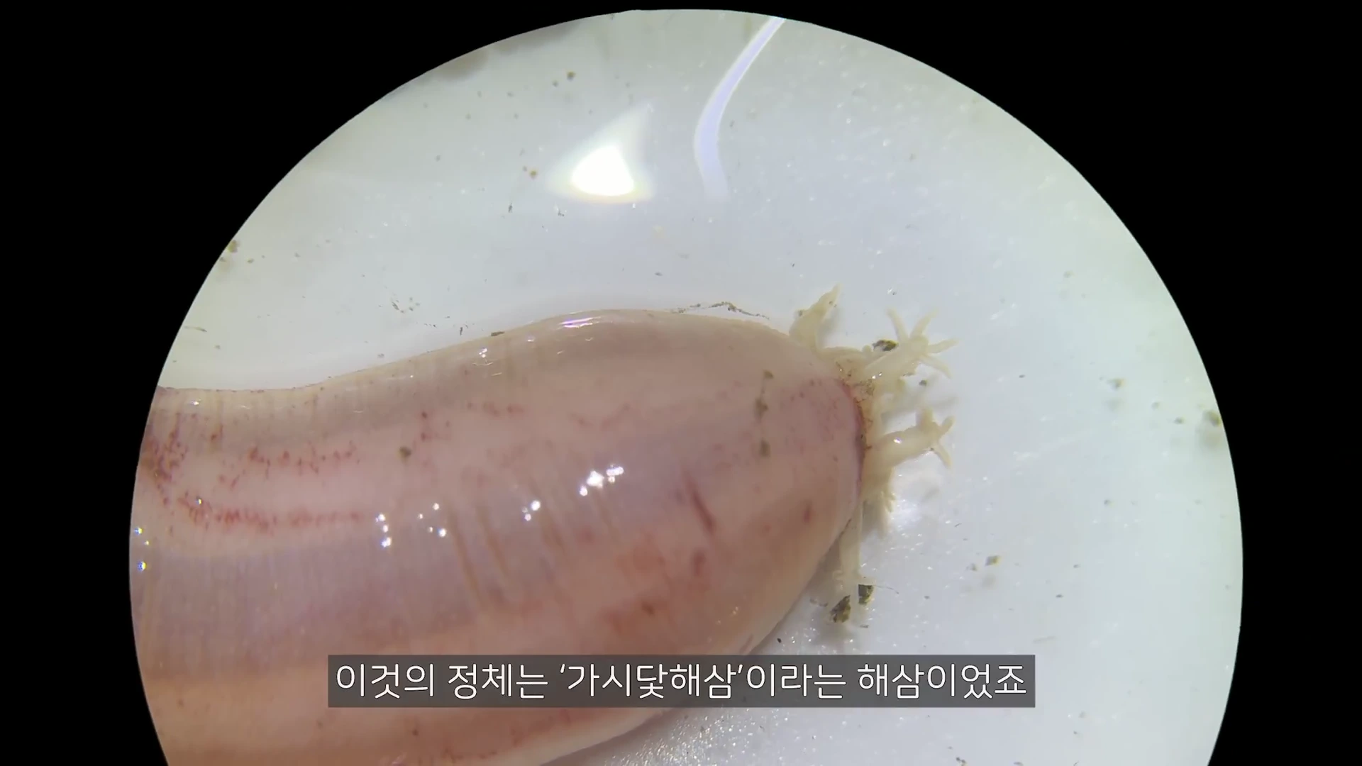 현미경 렌즈를 통해 본 가시닻해삼의 머리 부분으로, 매끄러운 피부와 입 주위의 독특한 촉수가 강조되어 있습니다.