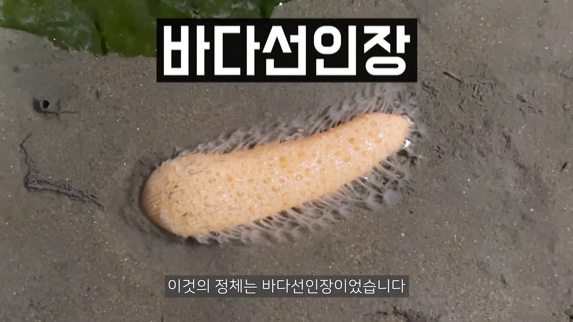 갯벌 바닥에 놓여 있는 긴 타원형의 노란색 바다선인장 생물체와 그 위에 '바다선인장'이라는 제목이 적힌 영상 화면