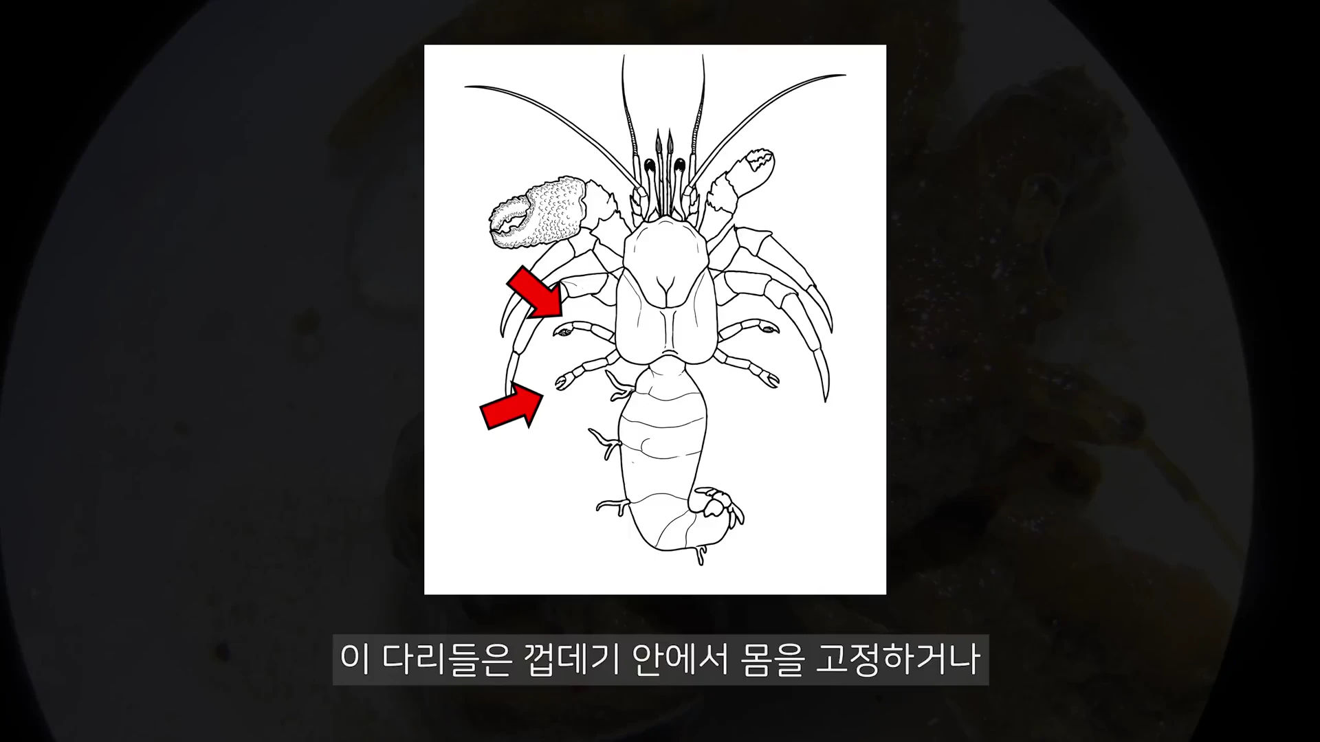 소라게의 신체 구조를 보여주는 흑백 선화 일러스트로, 화살표가 껍데기 안에 숨겨진 작고 퇴화한 다리 부분을 가리키고 있습니다.