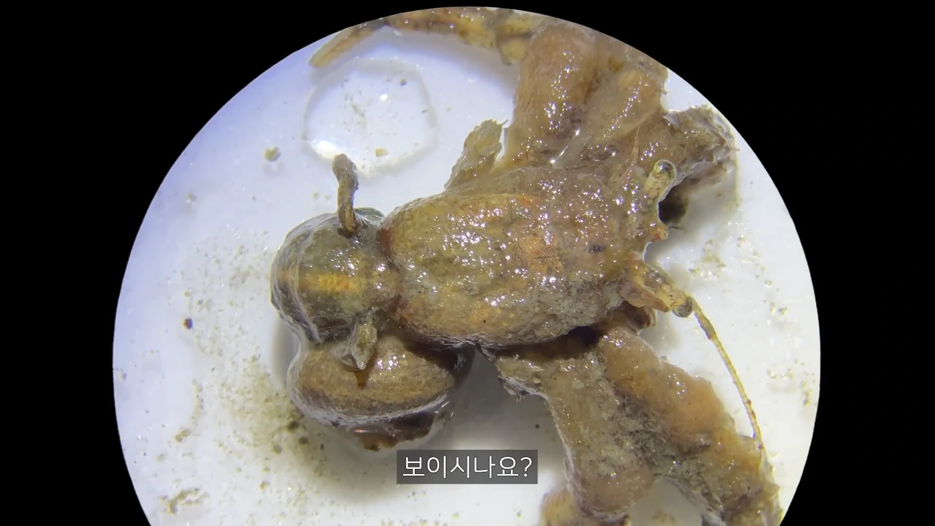 현미경 렌즈를 통해 본 껍데기가 없는 집게의 맨몸 모습으로, 울퉁불퉁한 피부 질감과 비대칭적인 신체 구조가 강조되어 있습니다.