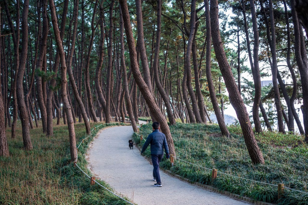 장항송림산림욕장 / 한국관광콘텐츠랩-김지호