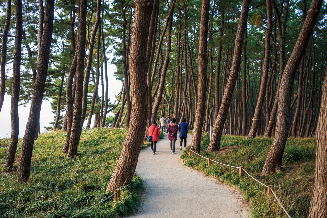 장항송림산림욕장 / 한국관광콘텐츠랩-김지호