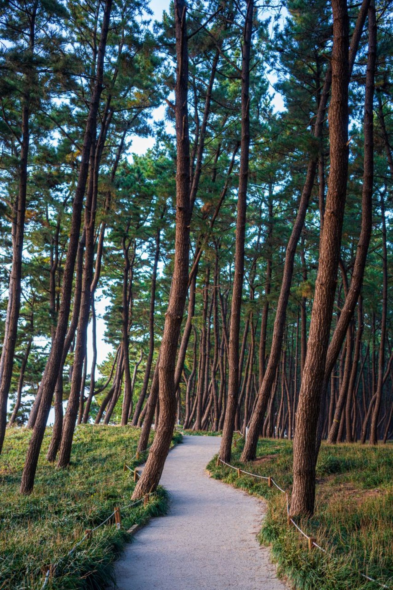 장항송림산림욕장 / 한국관광콘텐츠랩-김지호