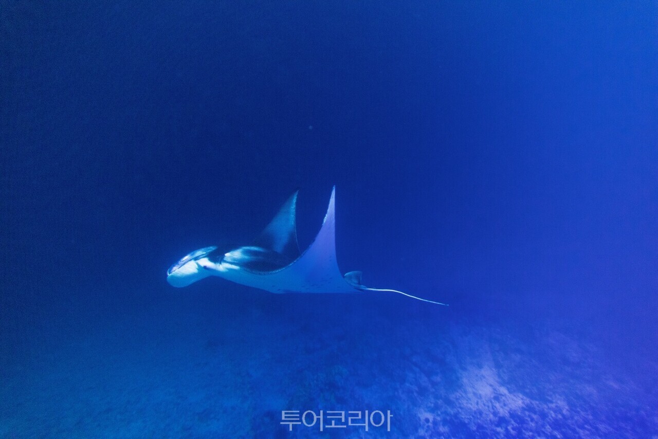  하와이 빅아일랜드 코나에서는 대형 가오리를 관찰할 수 있다./사진-아웃리거 리조트