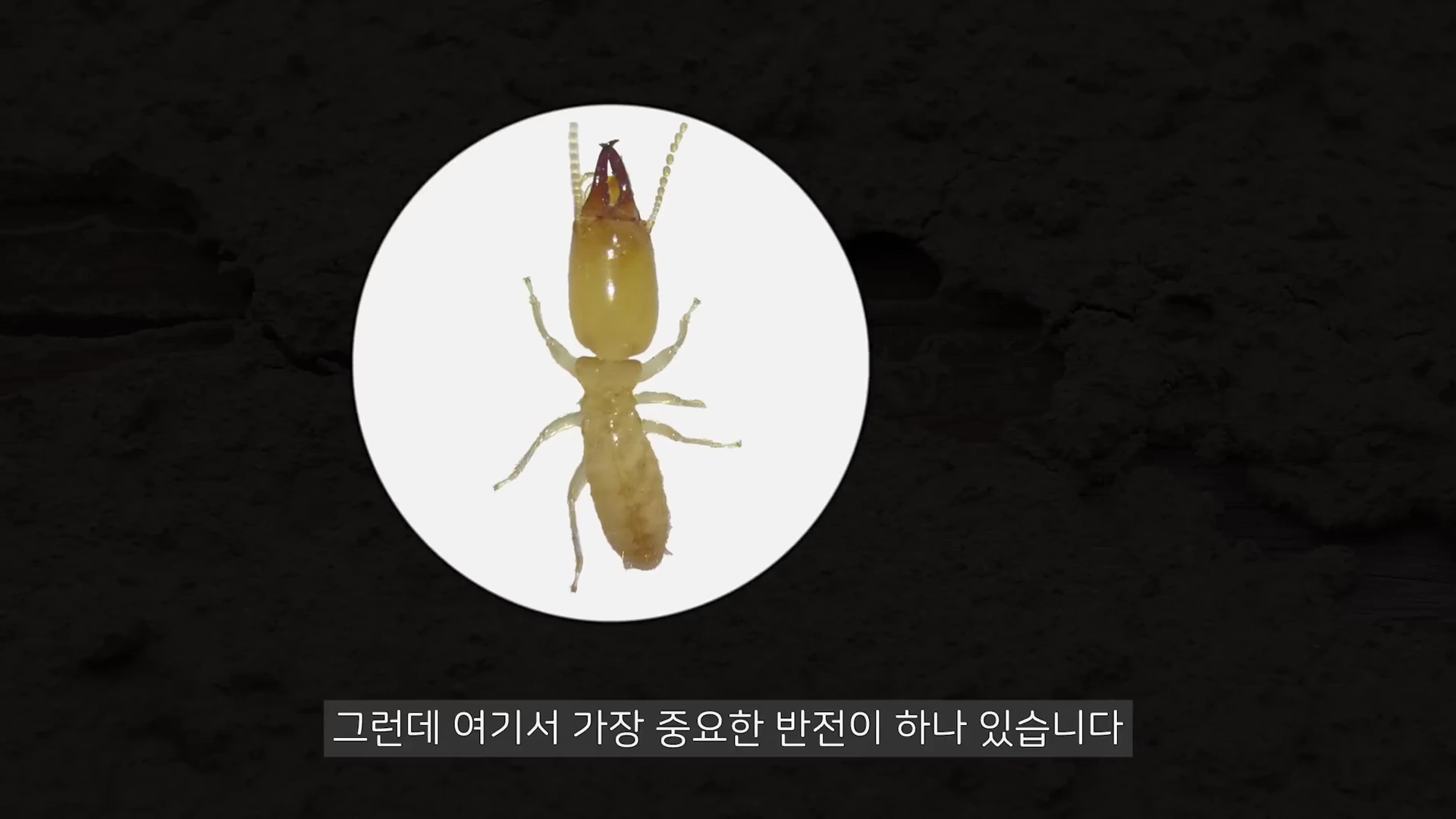 현미경으로 촬영된 흰개미 한 마리의 모습이 흰색 원형 테두리 안에 강조되어 있고, 하단에는 자막이 삽입된 영상 캡처 화면입니다.